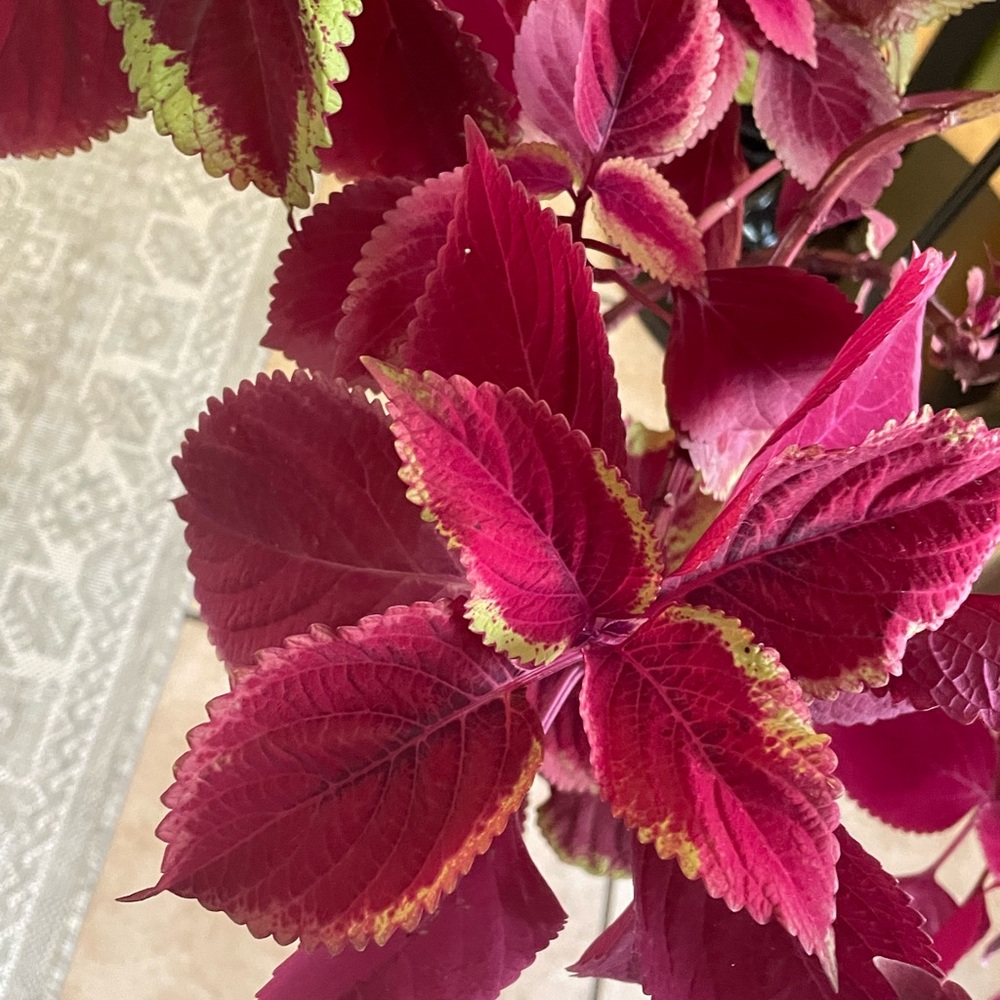 COPY - Coleus cutting for $10.